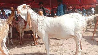 150 kg wali bakriy chak madrasa Bakra Mandi update Ajmal TV Hasilpur