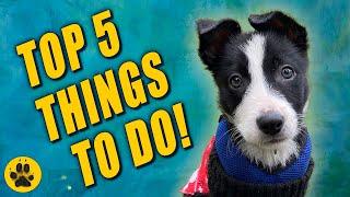 Training my Border Collie Puppy