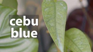 Epipremnum Pinnatum "Cebu Blue" | Rare plant shopping #cebublue #rareplant #junglecollective