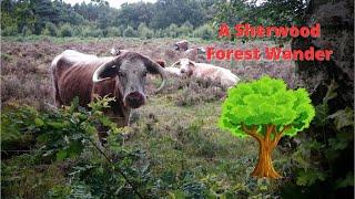 Sherwood Forest Wander - A walk around the Forest with a chat about wild camping and stuff.