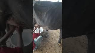 live cow milking #short #love_notes