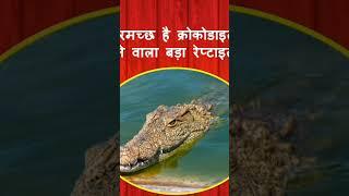 Magarmachch Hindi kavita /crocodile poem . #shorts #youtubeshorts  #shyamaligaurav #poem