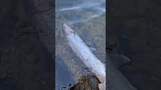 Oregon winter steelhead