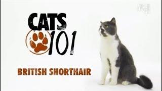 Британская короткошерстная кошка 101kote.ru British shorthair 101cats