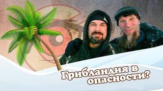 Клюкер & Грибабас | Грибландия в опасности?