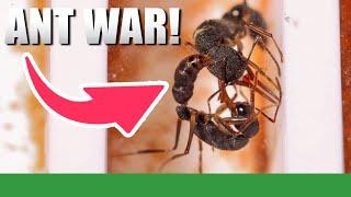 I Accidentally Created An Ant War!?! | Harpegnathos Venator #2 - Ant Holleufer