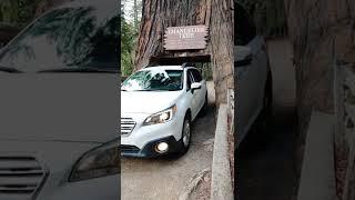 Chandelier Tree