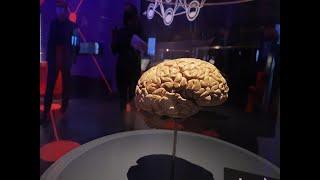 Sonderschau über "Künstliche Intelligenz" im Hygienemuseum Dresden