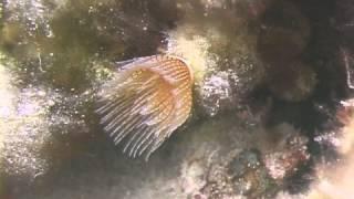 Red Spotted Horseshoe Worm Identification