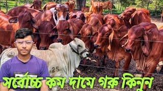 25 সাল কুরবানী উপযোগী ক্রস ব্রাহামা ষাঁড় গরু কিনুন। খামার উপযুক্ত শাহিওয়াল গরু দেখুন