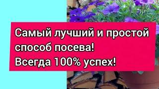 Посев петунии! 100% всхожесть и как сократить расходы!