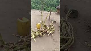 Trail Snack in The Congo