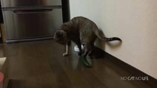 Cats scared by Cucumbers [MUST SEE ]