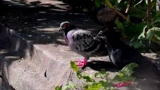 Голубь целуется с голубкой (Pigeon Kiss the Dove).