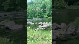 #westvirginia #wildandwonderful #gardening #gardeningtips #homesteading #homestead #homesteader