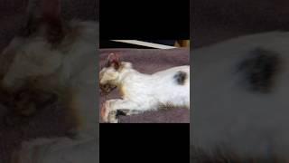 #cat #blender #full #video, #cat in #blender, #cat #blender #twitter, #Cat #blender #calligraphy