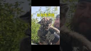 男孩意外撿到一只美洲獅幼崽，養大後比貓咪還更溫順。 #animals #pets #cute #shorts