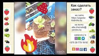 Саженцы клубники весной. Скоро весенняя рассылка 21 года.