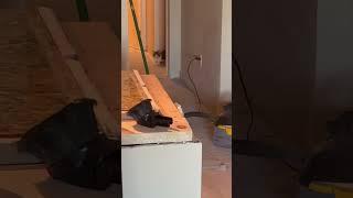 The cat is found! I didn’t lose it! Bob da builder
