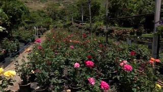 Five East Oahu valley farms to close when 50-year leases expire at end of June
