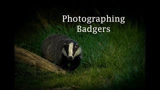 Photographing Badgers, at night no flash from a hide