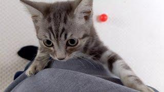 Cute Kitten Climbing Up Leg