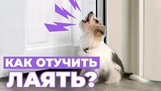 Как ОТУЧИТЬ собаку лаять на дверь? Всё о ПРИЧИНАХ, ЗАНЯТИЯХ ‍ и что нужно знать о НАКАЗАНИЯХ