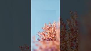 how to make your photos look like SPRING! #spring #nature #lightroompresets #shorts
