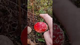 Many wild mushrooms of the forest!