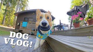 VLOGGING DOG! - Topi the Corgi