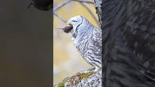 The barred owl and the field mouse  #nature #wildlife #owl #owls #hunt