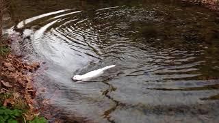 Turkish Van Cat swimming