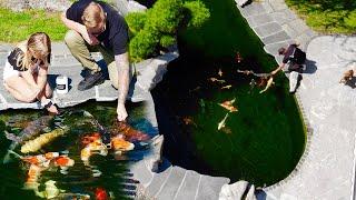 DOG loves to see Colorful Fish eating *KOI POND #shorts