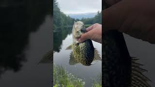 Crappie at the back pond of Lakeroe