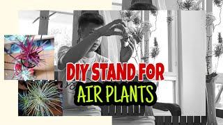 DIY Modern Air Plant Stand | Display