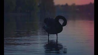 Nassim Taleb on Antifragility 01/16/2012