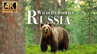 Wild Animals of Russia 4k - Wonderful wildlife movie with soothing music