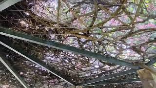 Natures shade.. Canopy #travel  #explore  #nature