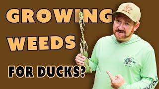 Creating Natural Habitat For Ducks | Moist Soil | Lost Bridge Duck Club