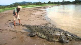 Crocodile attacks man