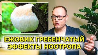 Ежовик гребенчатый. ЛЕЧЕБНЫЙ ГРИБ НООТРОП ЕЖОВИК ГРЕБЕНЧАТЫЙ ЭФФЕКТЫ