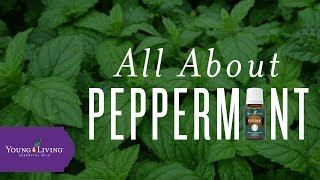 All About Peppermint | Young Living Essential Oils