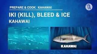 How to iki (kill), bleed and ice down a kahawai
