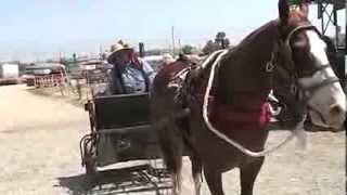 G and  F  Teaching a horse to drive single