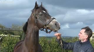 Authorized Stands in Kilkenny