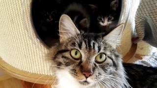 Kurilian bobtail talking to her cubs