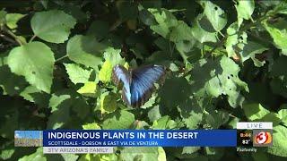 Indigenous plants in the Arizona desert