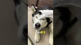 Some dogs look clean but are actually patted... #shortsvideo