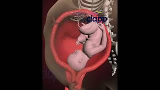 Amazing Baby moments Inside the Womb (3D Animation)