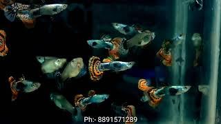 Red Mosaic Big Ear Guppy Fish